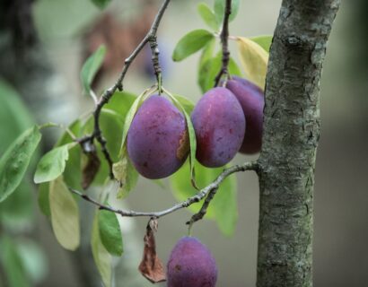 Prunus domestica ‘Wignon’ - Pruimenboom