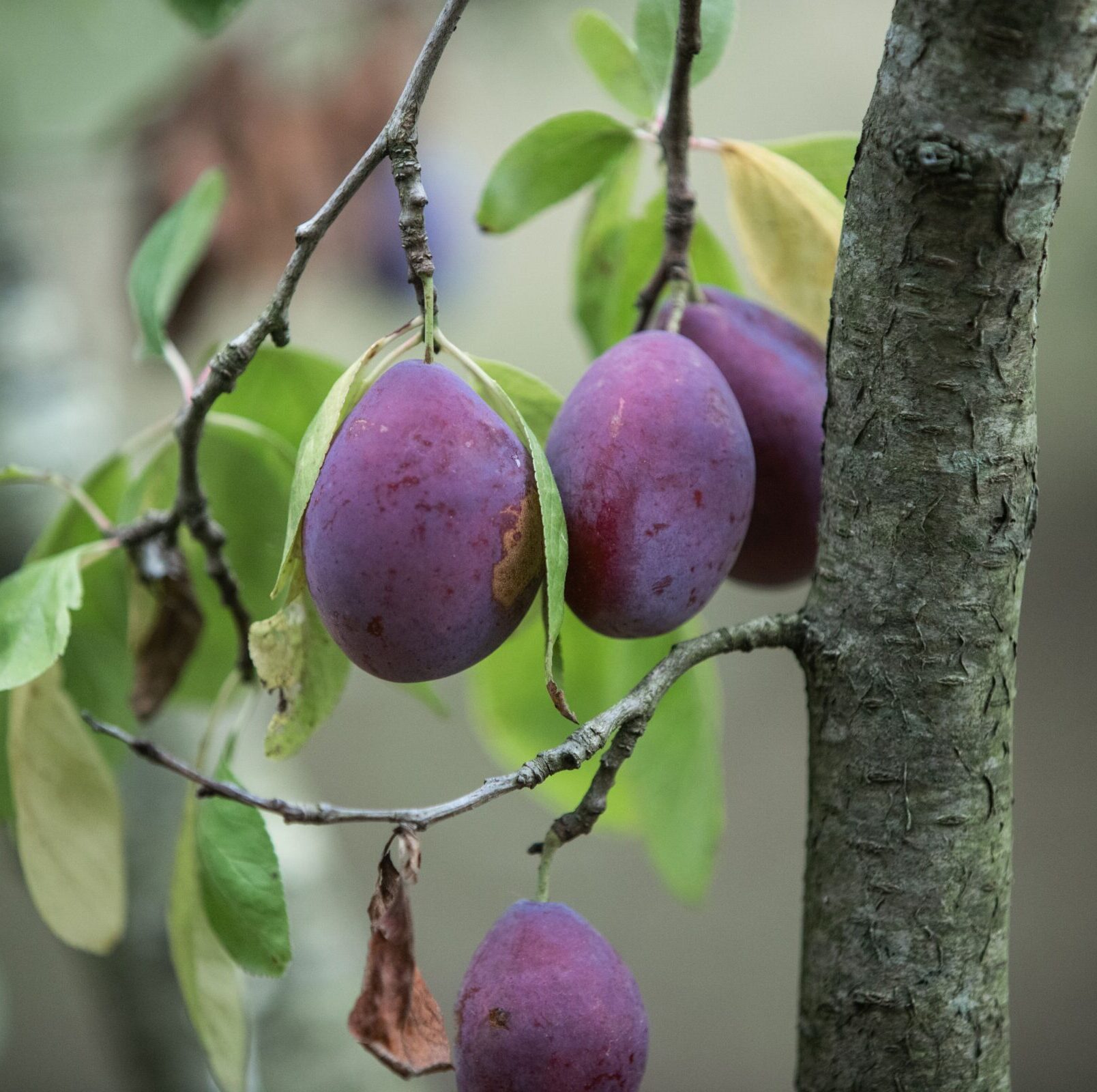 Prunus domestica ‘Wignon’ - Pruimenboom