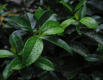 Prunus laur. Novita - donkere gewone laurier