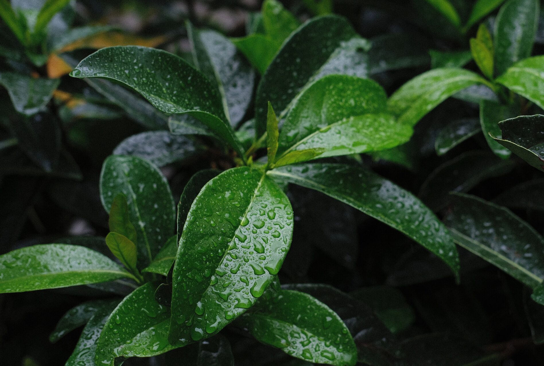 Prunus laur. Novita - donkere gewone laurier