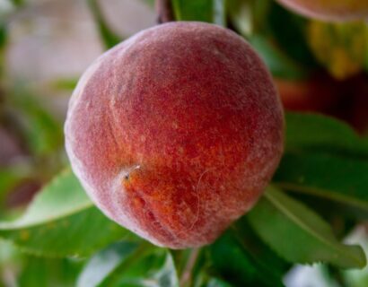 Prunus persica ‘Broechemse’ - Perzikboom