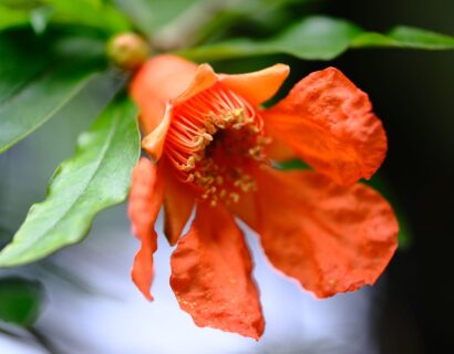 Punica granatum ‘Uniqa’ - Dwerggranaatappel