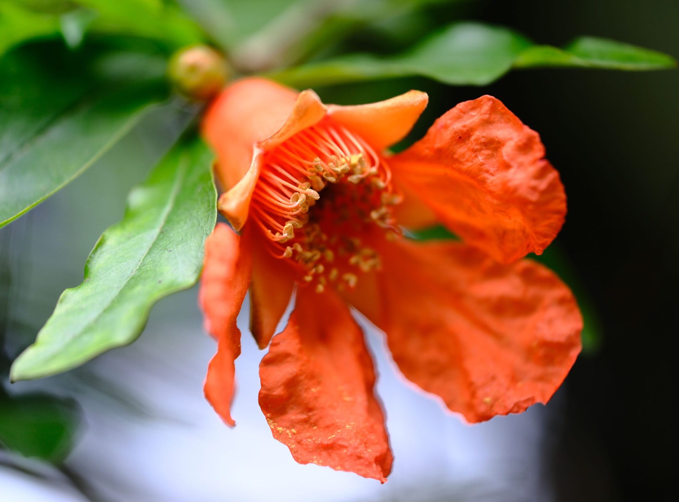Punica granatum ‘Uniqa’ - Dwerggranaatappel