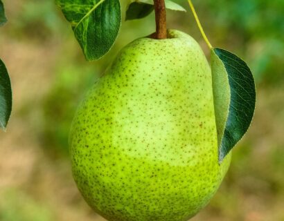 Pyrus communis ‘Beurré Alexandre Lucas’ - Perenboom