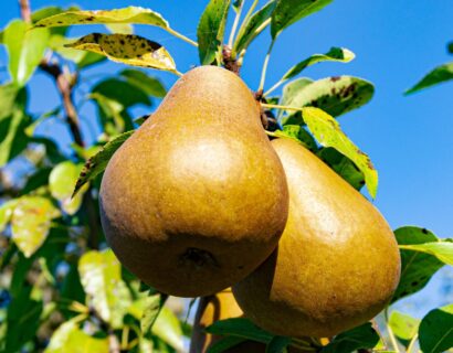 Pyrus communis ‘Durondeau’ - Perenboom