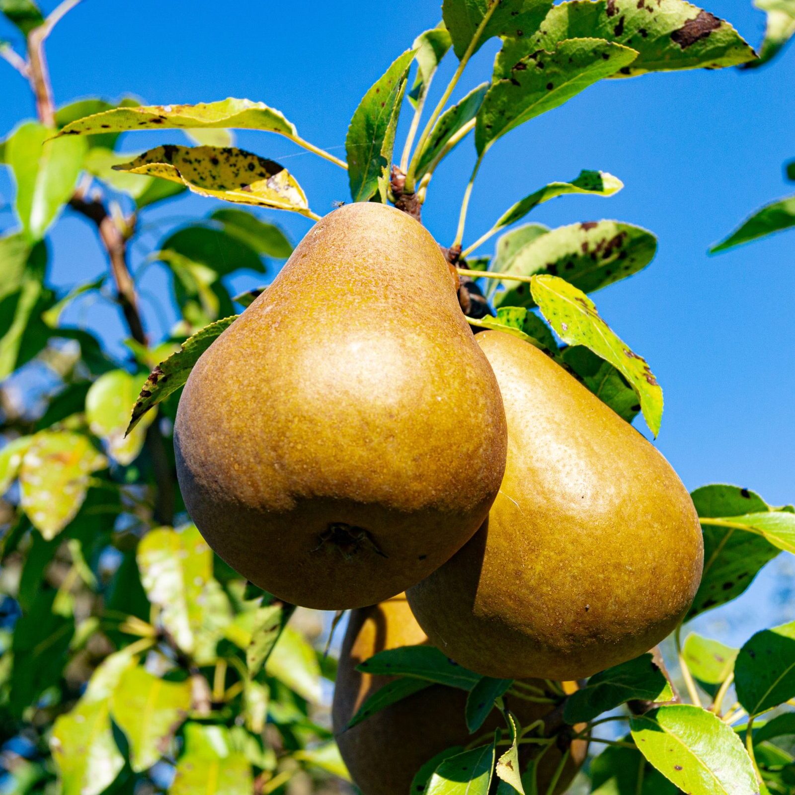 Pyrus communis ‘Durondeau’ - Perenboom