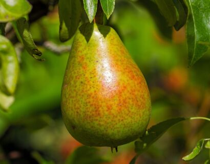 Pyrus communis ‘Nec plus Meuris’ - Perenboom