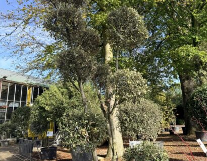 Quercus ilex ‘Pom Pon’ - Steeneik