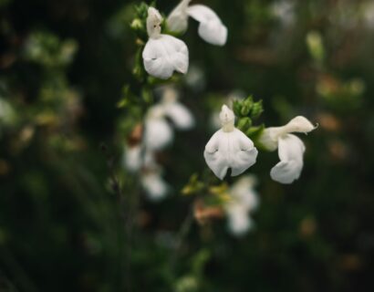 Salvia microphylla ‘Gletsjer’ - Salie