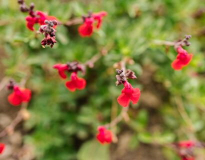 Salvia microphylla ‘Suzanne’ - Salie