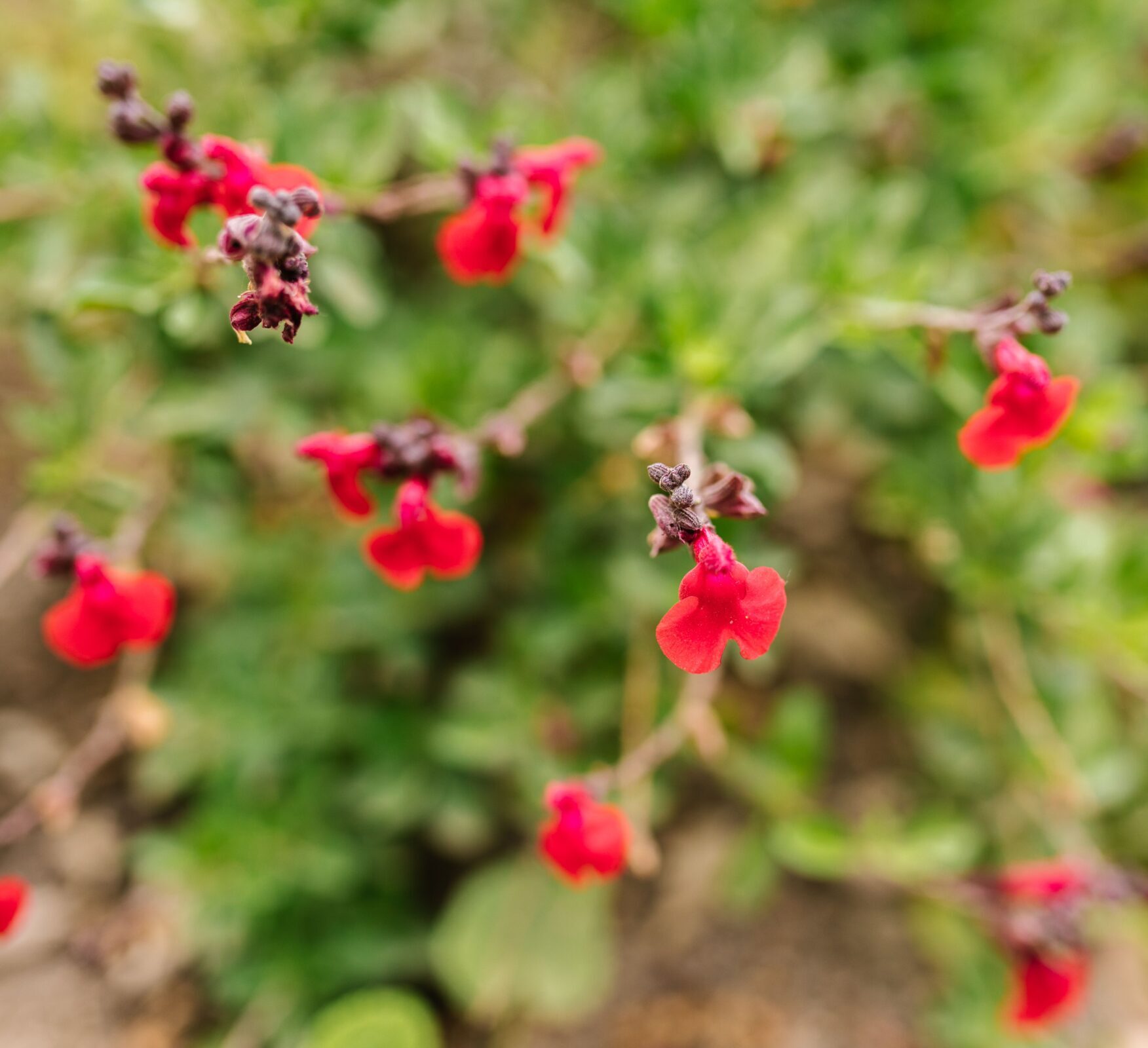Salvia microphylla ‘Suzanne’ - Salie