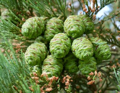 Sequoiadendron giganteum - Mamoetboom