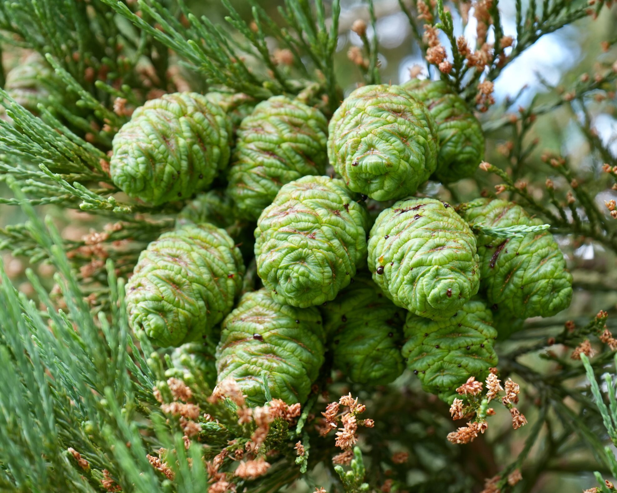 Sequoiadendron giganteum - Mamoetboom