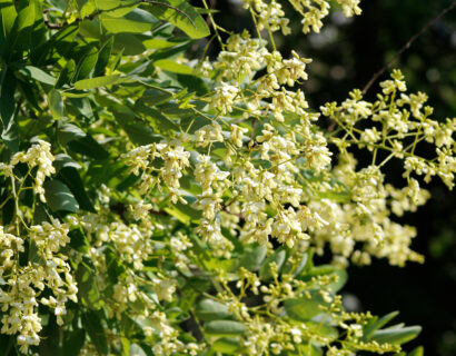 Styphnolobium japonica - Honingboom
