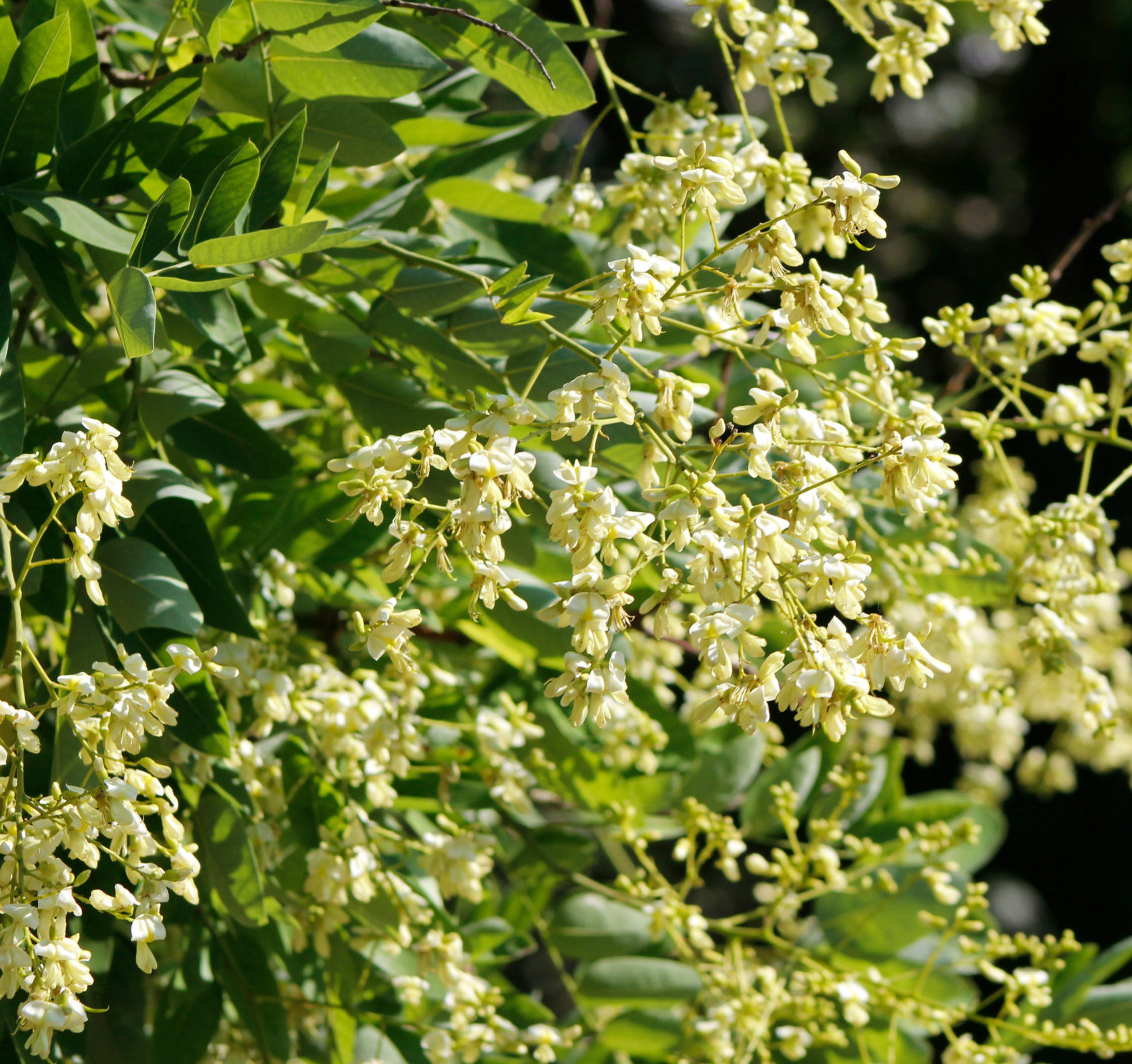 Styphnolobium japonica - Honingboom