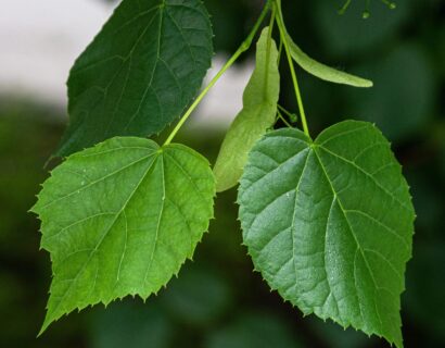 Tilia europaea ‘Euchlora’ - Krimlinde