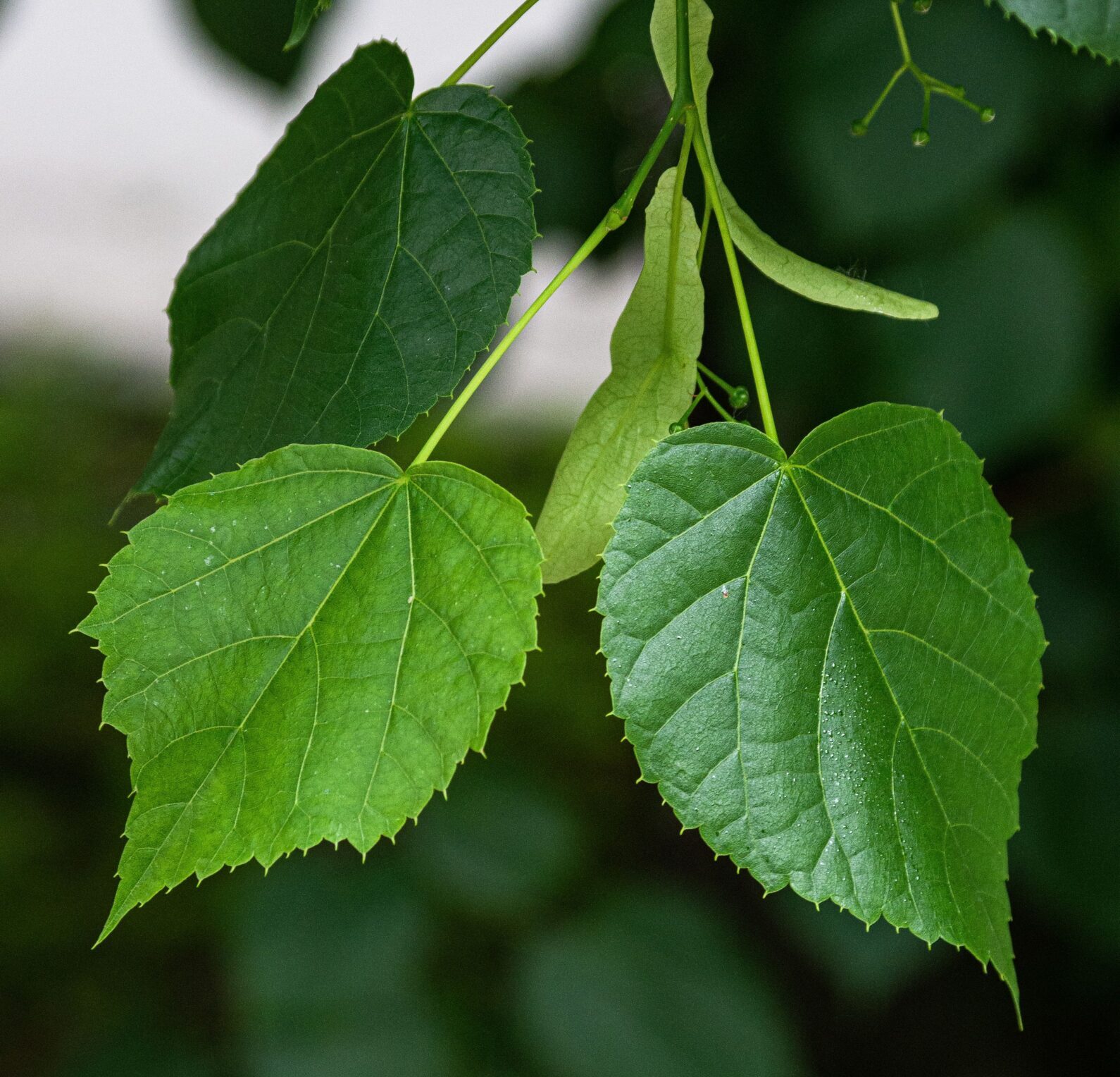 Tilia europaea ‘Euchlora’ - Krimlinde